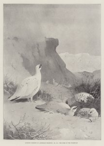 Sporting Subjects, the Home of the Ptarmigan by Archibald Thorburn