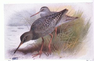 Spotted Redshank, from Birds of the British Isles and Their Eggs