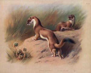 Stoat (summer), Irish Stoat