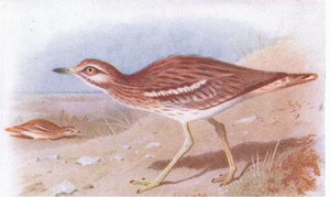 Stone Curlew, from Birds of the British Isles and Their Eggs
