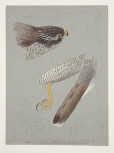 Studies of head, foot and wing of male goshawk, c.1915 by Archibald Thorburn