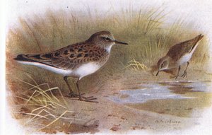 Temmincks Stint, from Birds of the British Isles and Their Eggs
