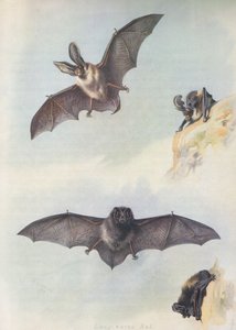 The Barbastelle