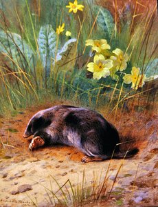 The Common Mole