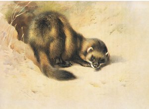 The Polecat, from Thorburn