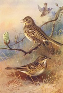 Tree-Pipit, Meadow-Pipit