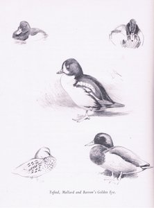 Tufted Ducks, Mallards, Barrows Goldeneye by Archibald Thorburn