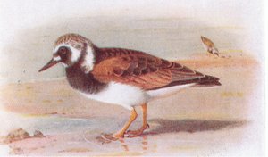 Turnstone, from Birds of the British Isles and Their Eggs