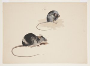 Two studies of black rat, c.1915