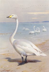 Whooper Swan