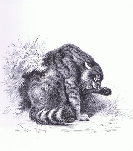 Wildcat, pub. by Book Club Associates