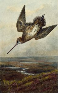 Woodcock