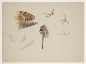 Woodcock beak, feet and wing, c.1915 by Archibald Thorburn