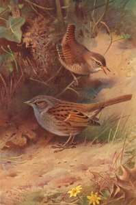 Wren, Hedge-Sparrow