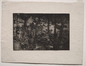 Trees at Night