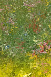 Flower Meadow
