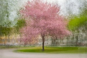 Blurred Pink Spring Tree von Arne Östlund