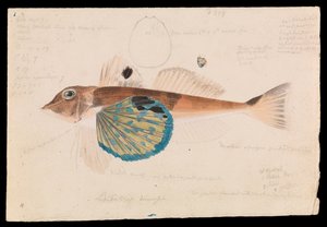 Butterfly Gurnard, Lepidotrigla vanessa