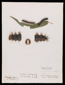 Caterpillar, Epicoma contristis, Teara tristis