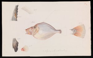 Silver Dory, Cyttus australis by Arthur Bartholomew