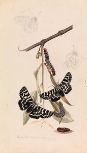 Vine moth, Comocrus behri by Arthur Bartholomew