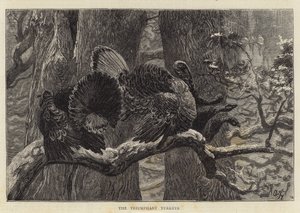 The Triumphant Turkeys by Arthur Boyd Houghton