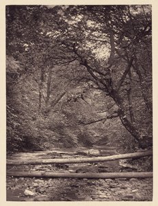Fallen Trees in Forest by Arthur Brown