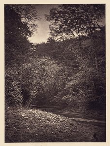 Forest Scene by Arthur Brown