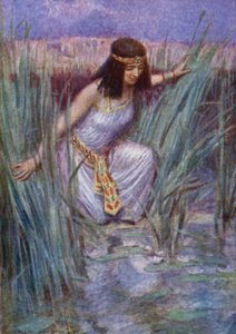 The Lotus Flowers