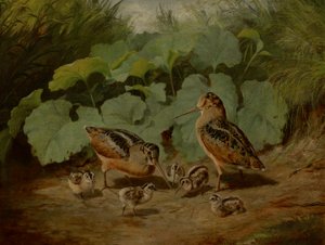 Woodcock and Young