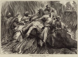 The Prince of Wales in the Terai, Padding a Tiger