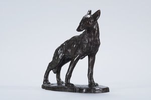 Alert Coyote