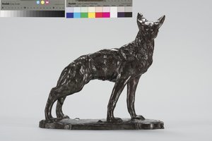Alert Coyote