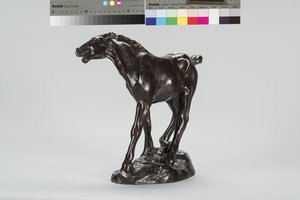 Colt