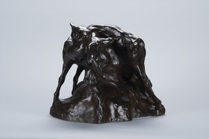 Puma Carrying Deer Carcass, c.1900