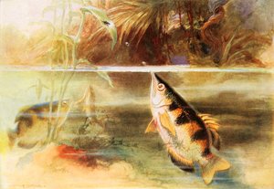A Sportsman Among Fishes
