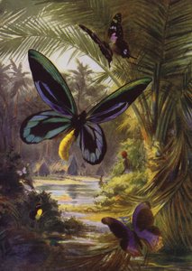 Beautiful Butterflies: Troides Alexandrae, the Largest of All Butterflies