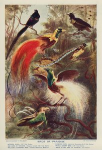 Birds of Paradise