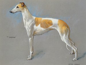 The white and fawn champion greyhound bitch 