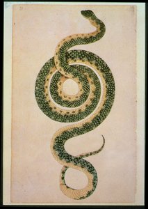 Snake (engraving)