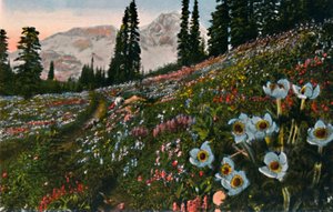 The Anemone in Mount Rainier National Park