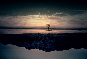 Solitary Tree Reflection by Asef Azimaie
