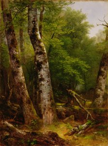 Birch and Maples