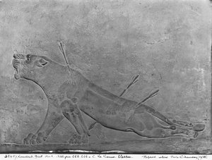 Wounded lioness, detail from a relief panel depicting Ashurbanipal II Killing Lions, from the Palace of Ashurbanipal II, Nimrud, Iraq, Neo-Assyrian, 668-627 BC