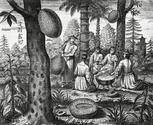 Chinese fruits, engraving from China monuments by Athanasius Kircher