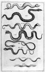 Serpents by Athanasius Kircher