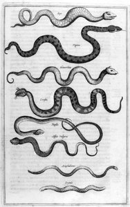 Types of Snakes, from Arca Noe by Athanasius Kircher