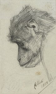 Head of a Monkey by August Allebe