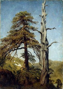 Study of Trees, Norway
