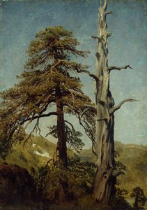 Study of Trees